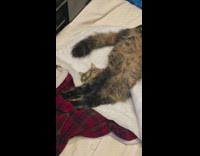 Cat lay sideways knead on red blanket