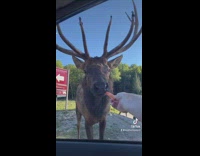 Moose doesnt eat carrot guy offers makes loud noise