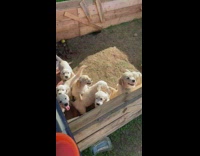 Lots of puppies inside wooden fence enclosure