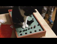 Cat push balls into the table hole
