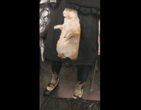 white rabbit on black coat train