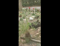 Chicken scares away cat