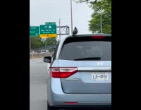 Pigeon seen riding car stands at roof
