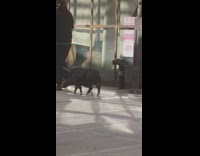 Guy Takes Pig on a Walk