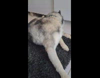 Guy whistles husky dog blue collar whines 