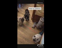 Black pug dog PSA wash hands mask 