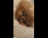 Puppy sleeps on moms face 