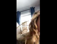 Two different dog personalities one relaxing one wants to play