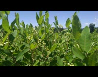 Milk weed tall plants  on the field