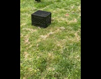 Chicken walks with a milk crate on it 