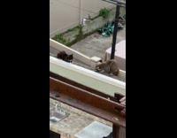 Cat and raccoon lay across from eachother