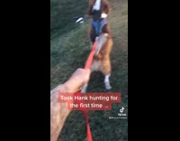 Dog goes hunting in front of starbucks 