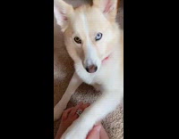 Brown white dog paw on hand heterochromia