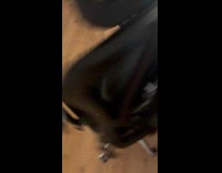 Cat loves to sit on rolling chair