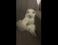 Fluffy kitten sits upright