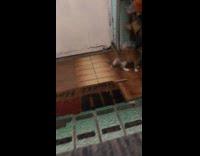 Cat eats instead of playing