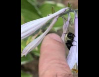 Bee on Flower High Fives with Man