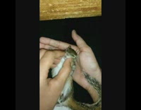 Girl scratch cheeks belly of small squirrel