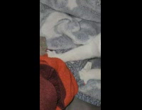 White cat with colorful claws kneads blanket 