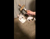 Collab BitchMP - cat baptism cross holy water