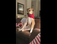 Dog sits and wants to play in house 