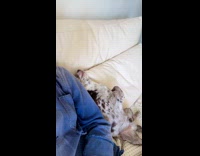 Dog on sofa move closer to man