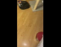 Grey kitten cat steals wig extensions bed