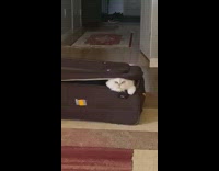 Pet cat came out of the suit case
