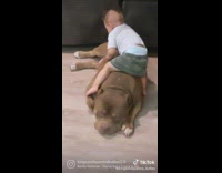 Baby hugs big fat dog