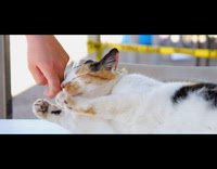 Person rub leg of cat on table
