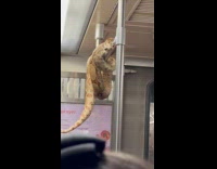 Pet snake wrapped on subway grab rail