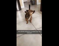 Dog ignoring owner looking at cabinet
