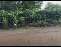 Calf run around and slipped on the ground at the yard