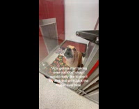 Dog barks at filmer from inside cage