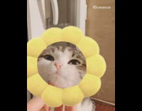 Girl pets cat under chin flower filter