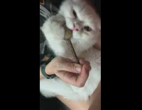 White kitten chews on ball toy 