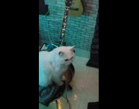 Pet cat facial reaction when smelled a perfume