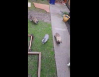 Four pet bunnies follow  girl around backyard