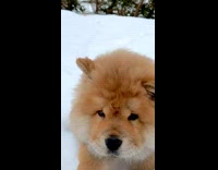 Collab PubityPets - Chowchow Gets Tripped Repeatedly on Shallow Snow