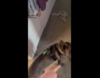 Couple says look at her to dog