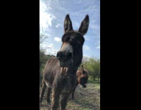 Donkey makes a loud noise 