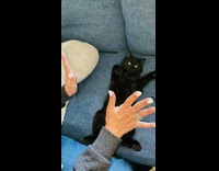 Lady Teaches Cat Gently How to Close Paws