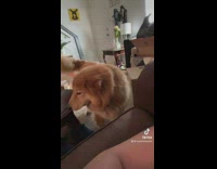 Brown dog knows how to quietly bark whisper