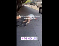 Guy Draws Lines and Arranges Dildos on Ground 