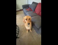 Dog mouth shakes when getting her ball 