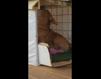 Brown dog rubs butt against purple bed 