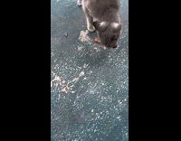 Grey cat brings home hotdog 