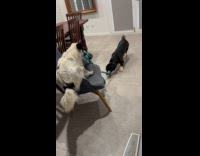 Dogs playing tug of war dragging chair