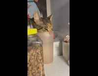 Brown cat drinks water from plastic cup 