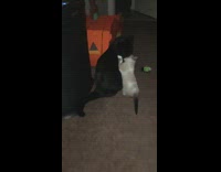 Kitten grabs bites annoys black cat flash 